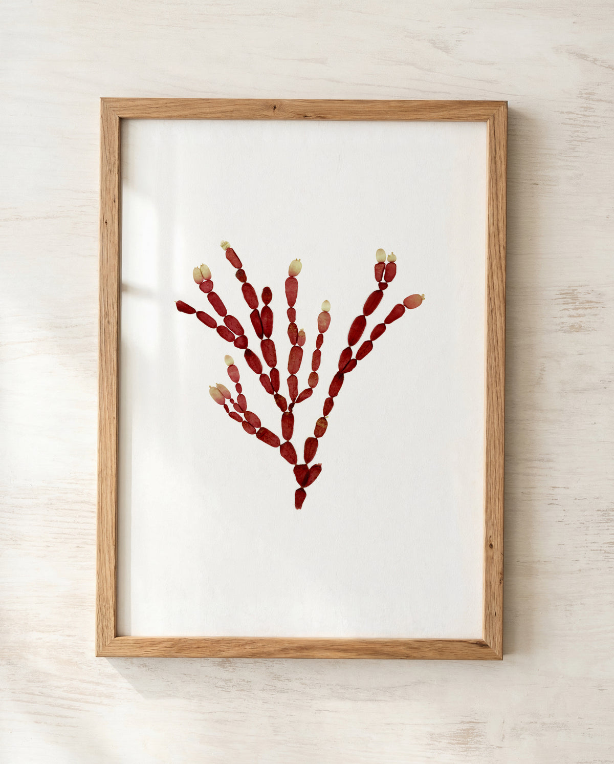 Sea Gems - Pressed Seaweed Art Print