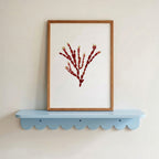 Sea Gems - Pressed Seaweed Art Print