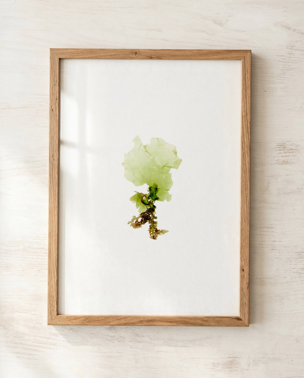 Sea lettuce - Pressed Seaweed Art Print