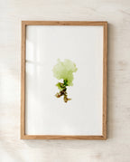 Sea lettuce - Pressed Seaweed Art Print