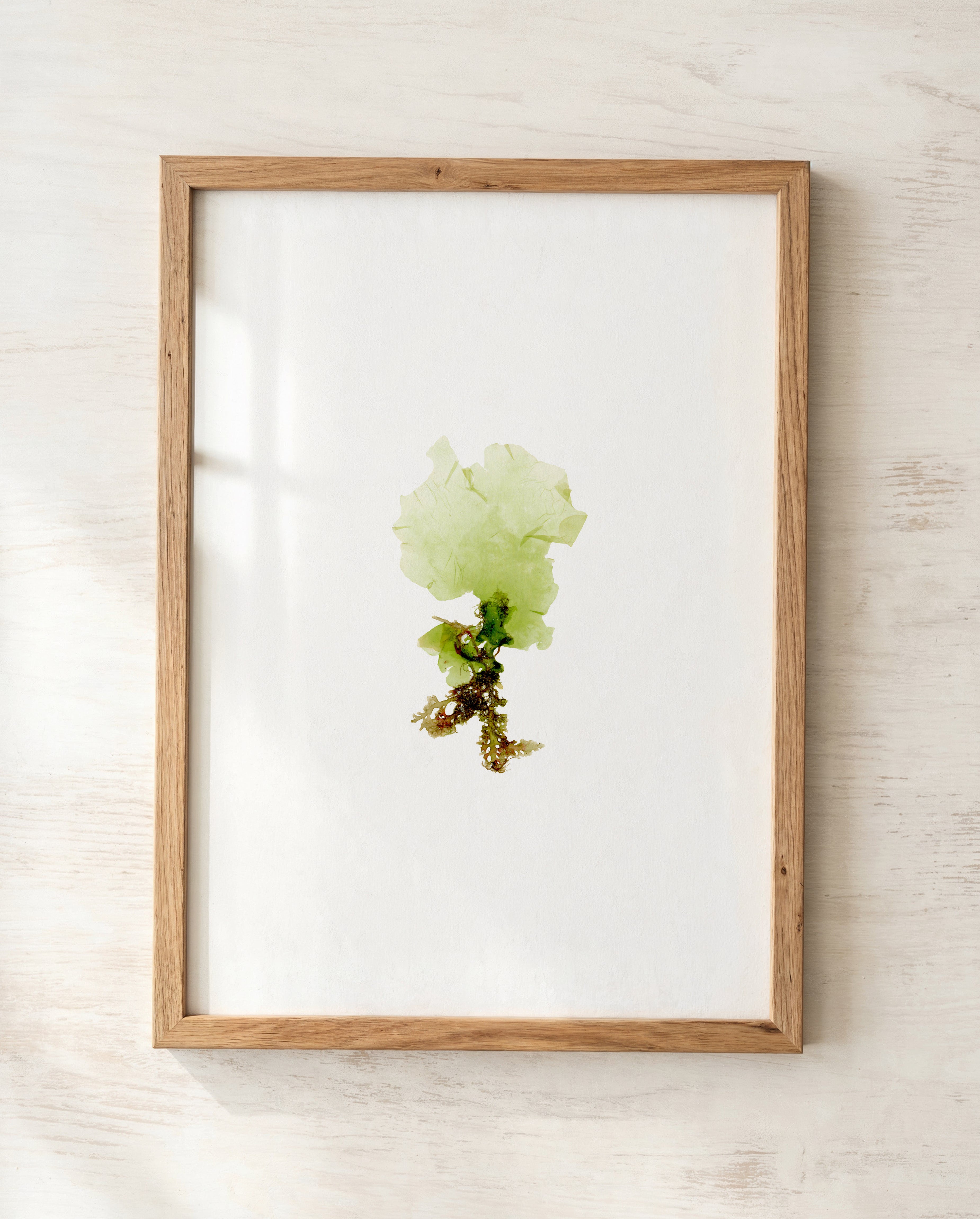 Sea lettuce - Pressed Seaweed Art Print