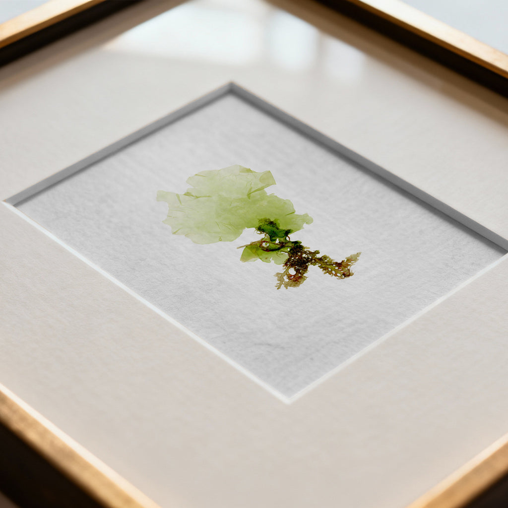 Sea lettuce - Pressed Seaweed Art Print