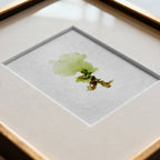 Sea lettuce - Pressed Seaweed Art Print