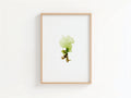 Sea lettuce - Pressed Seaweed Art Print