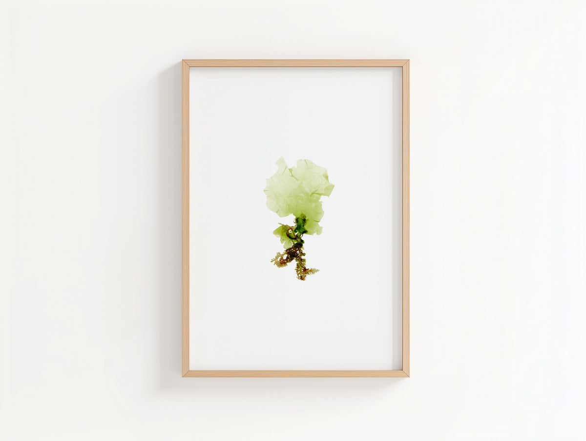 Sea lettuce - Pressed Seaweed Art Print