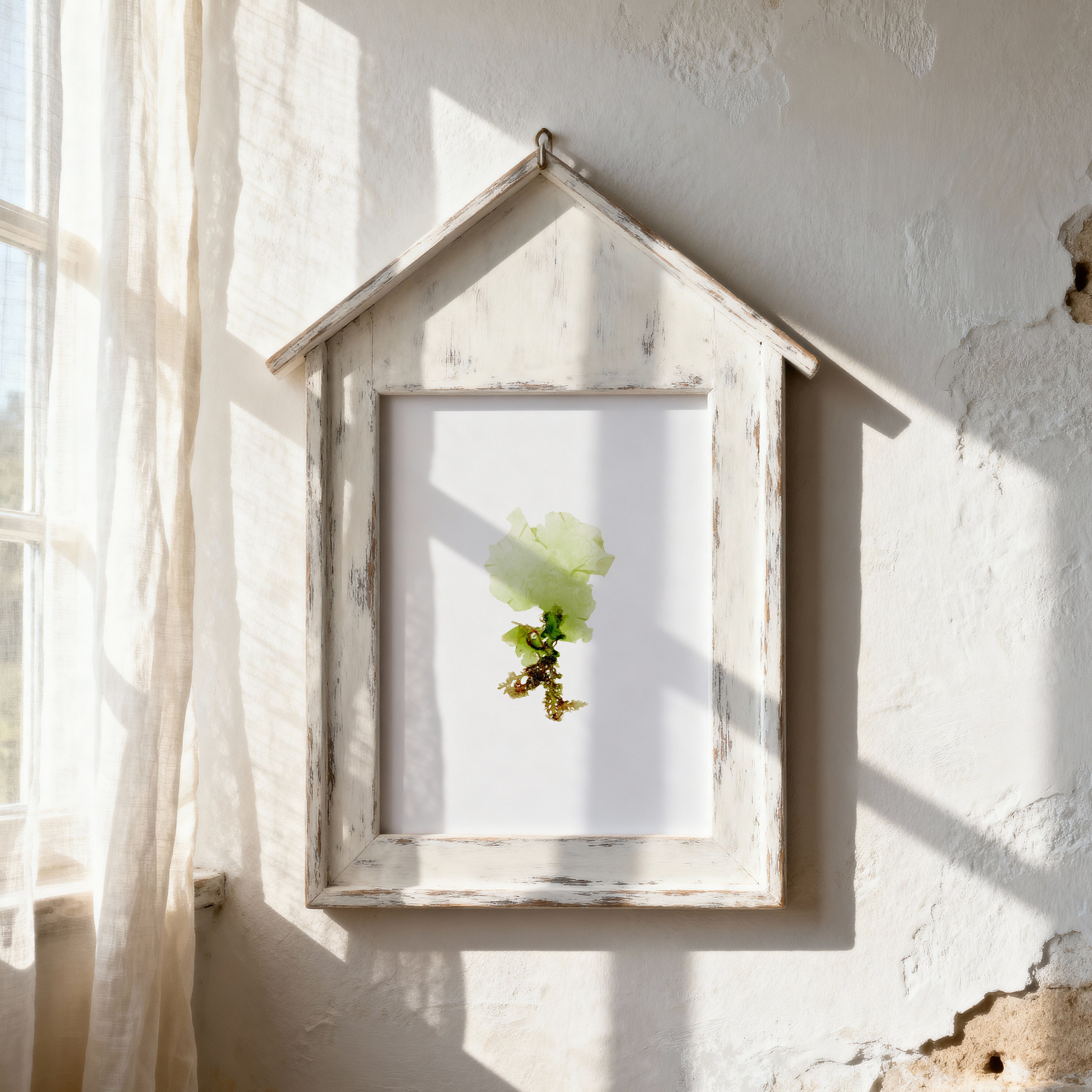 Sea lettuce - Pressed Seaweed Art Print