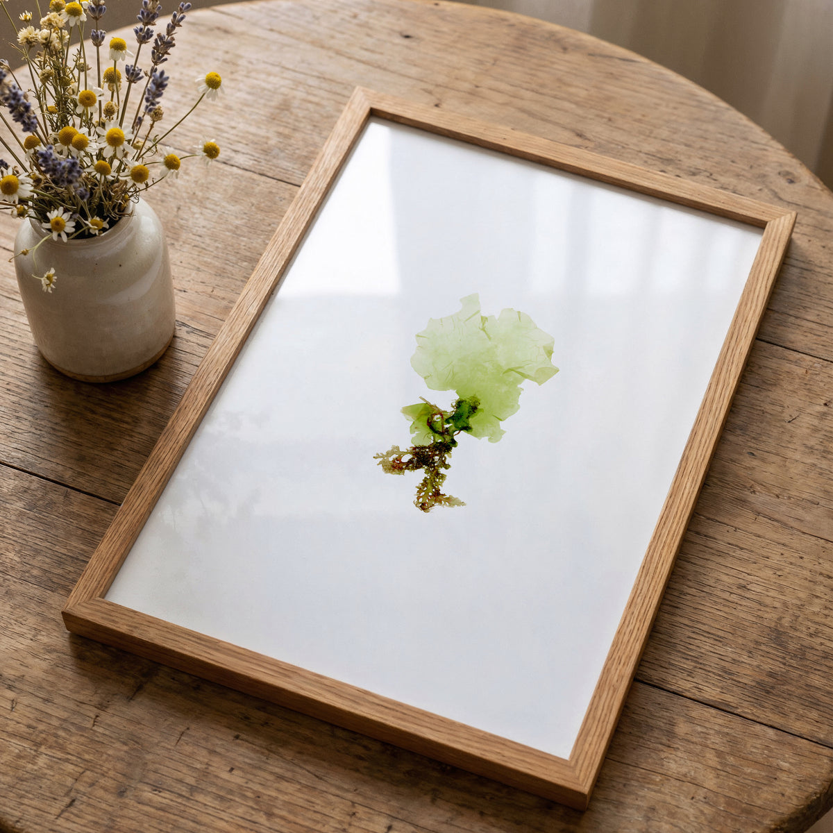 Sea lettuce - Pressed Seaweed Art Print