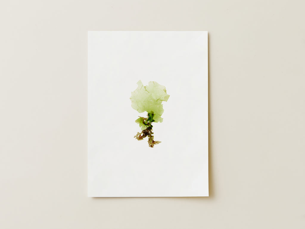 Sea lettuce - Pressed Seaweed Art Print