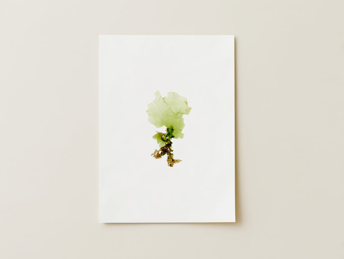 Sea lettuce - Pressed Seaweed Art Print