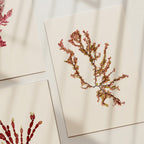 Sea blossom - Pressed Seaweed Art Print