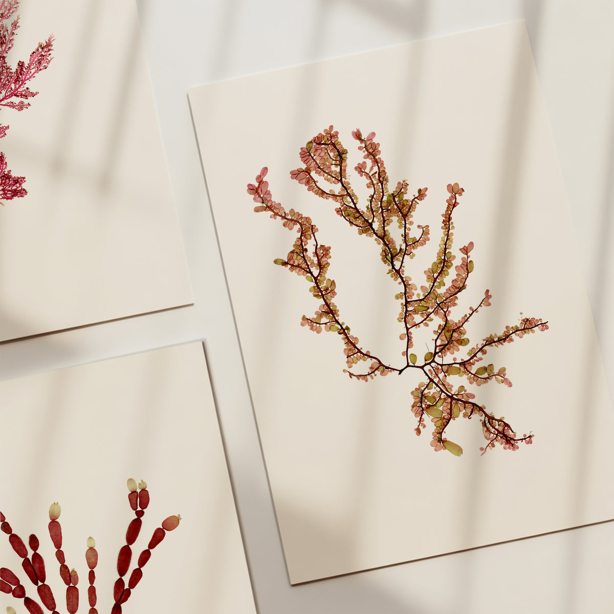 Sea blossom - Pressed Seaweed Art Print